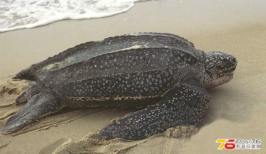 leatherback-seaturtle2.jpg