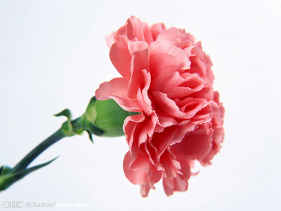 carnation-pink.jpg