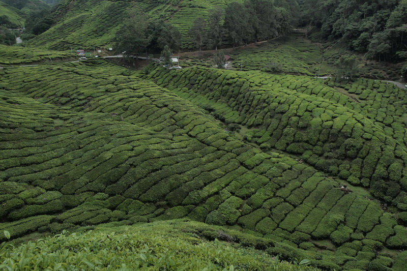 茶園景