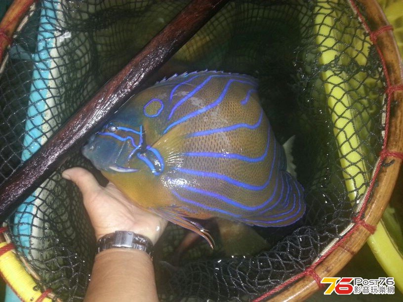 白尾藍紋仙魚