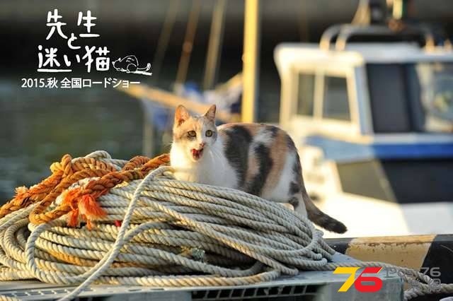 先生と迷い猫3.jpg