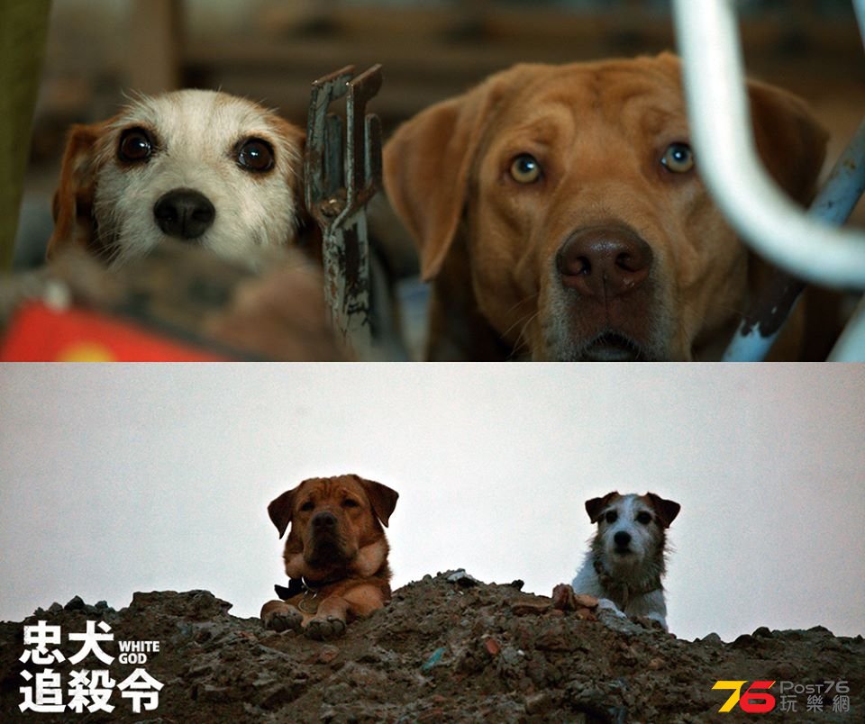 忠犬追殺令8.jpg