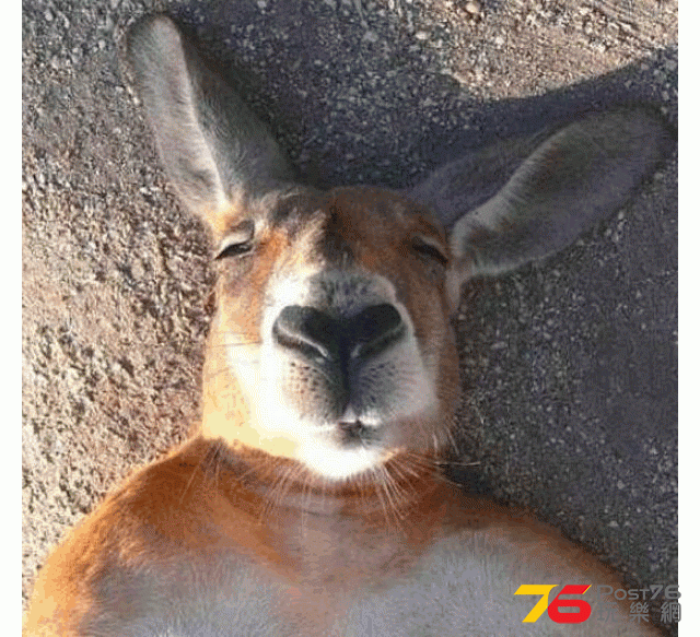 Kangaroo.gif