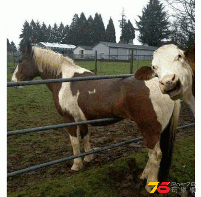 Cow-and-horse-.gif