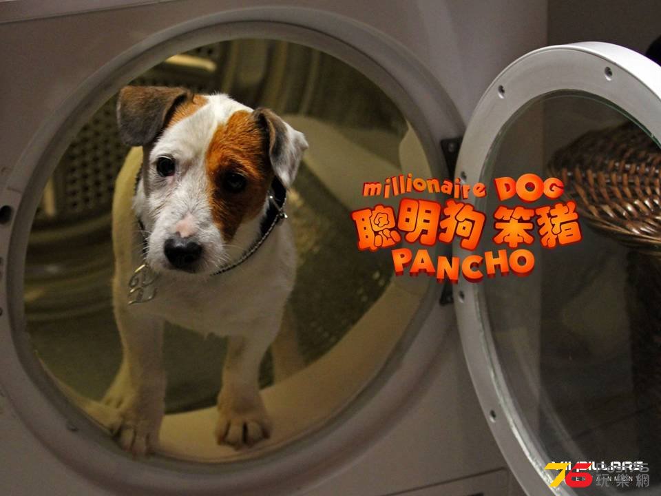 聰明狗笨豬4.jpg