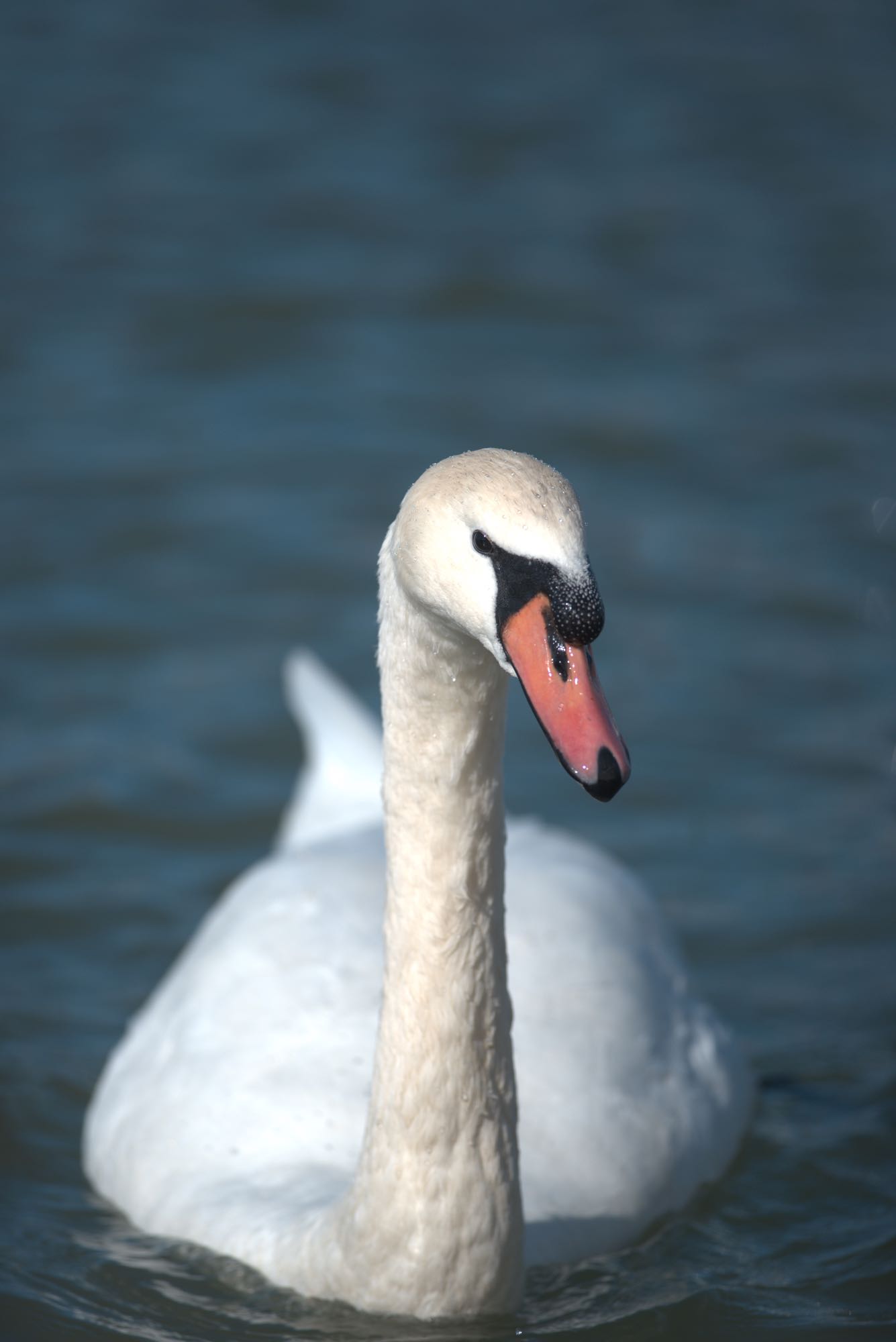 swan01.jpg