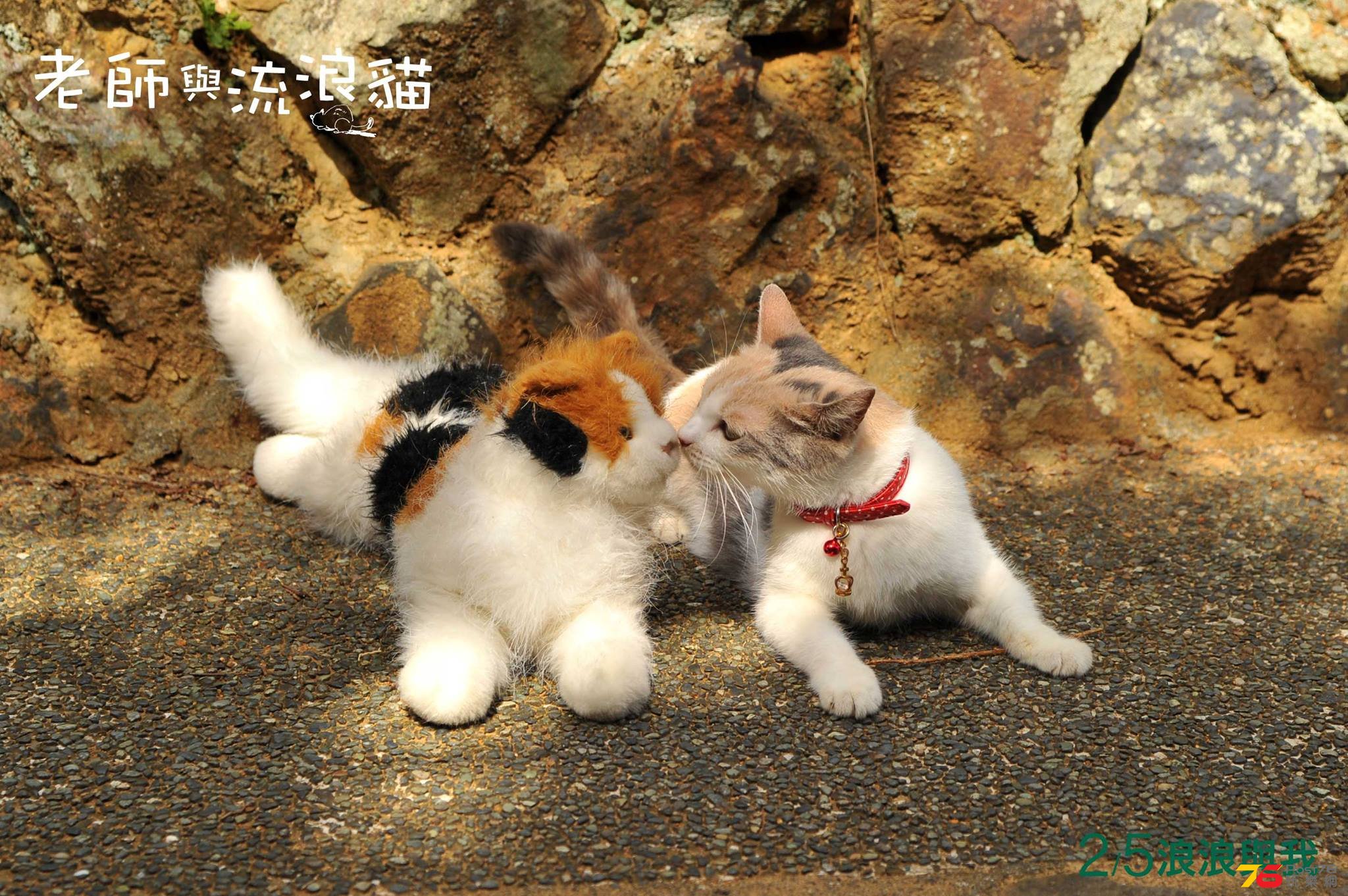 老師與流浪貓3.jpg