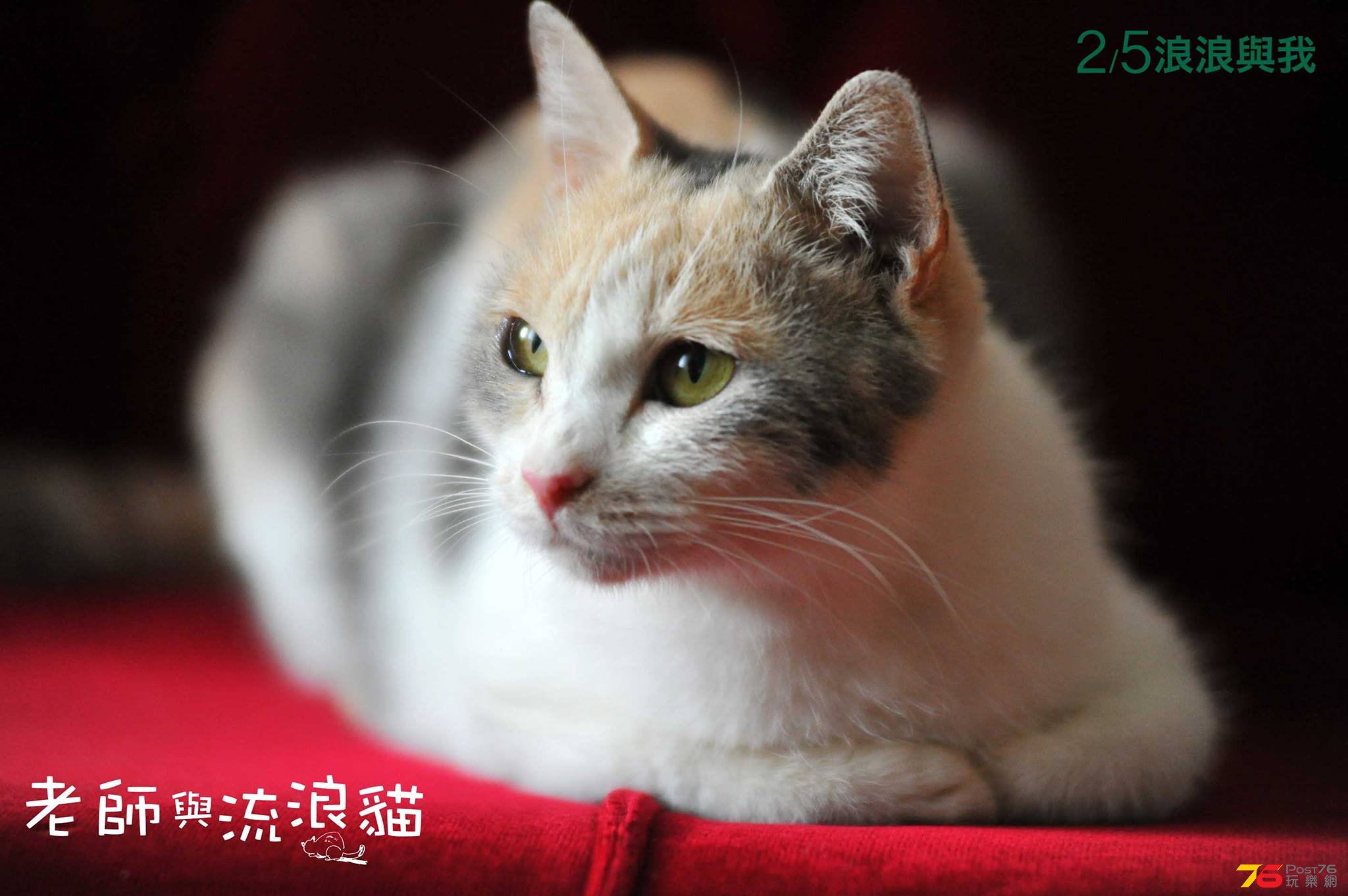 老師與流浪貓1.jpg