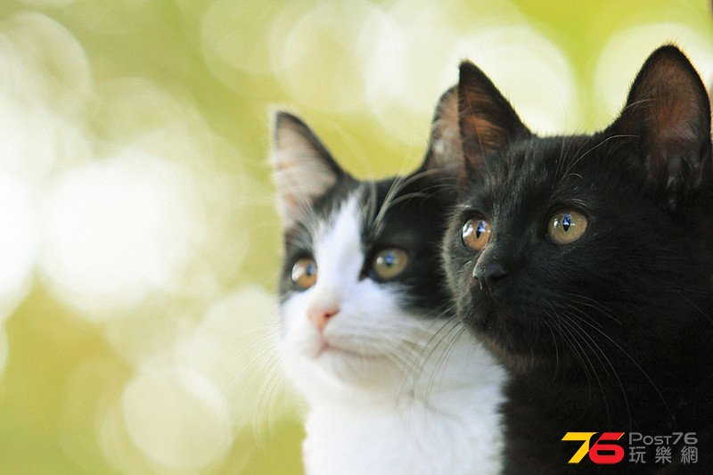 猫なんかよんでもこない.jpg