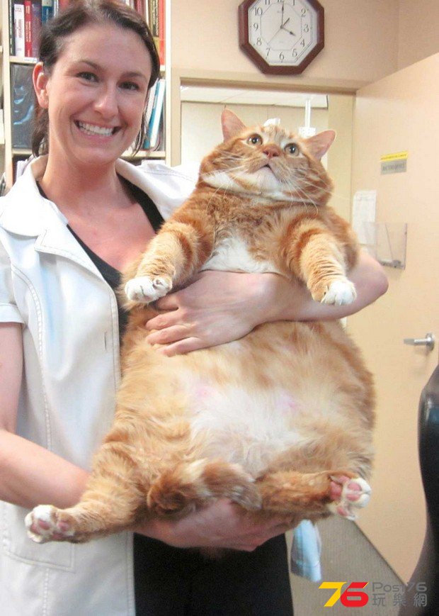 Huge_Cats_12.jpg