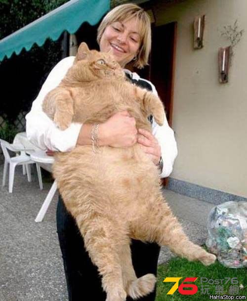 Giant_Cat.jpg