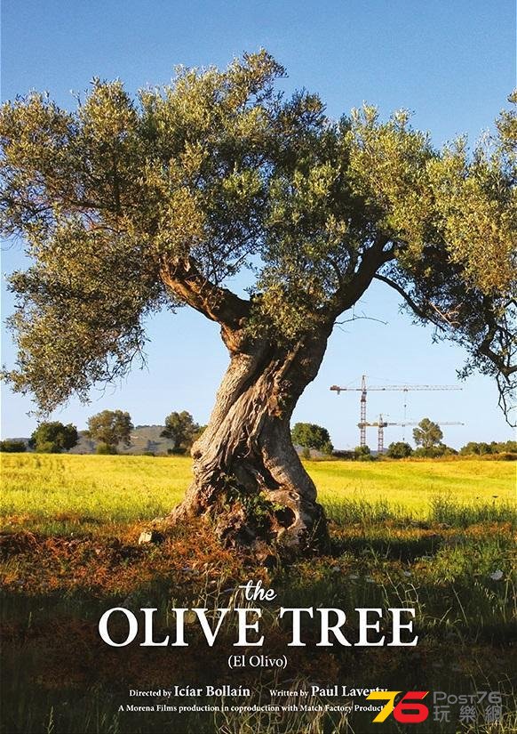 Olive Tree.jpg