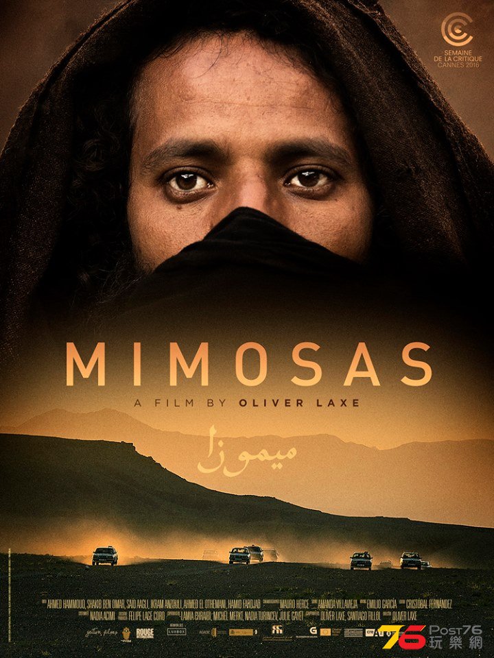 Mimosas1.jpg