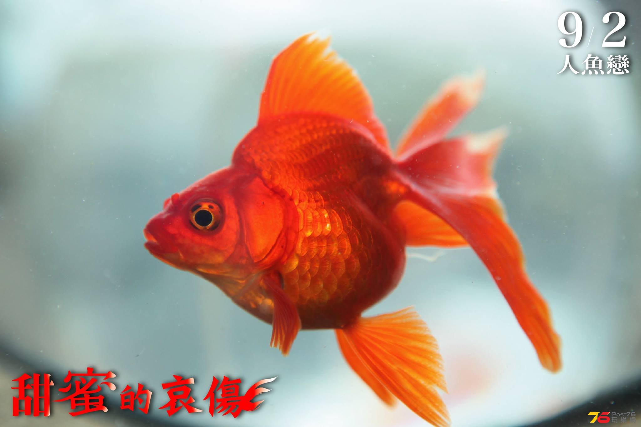 甜蜜的哀傷2.jpg