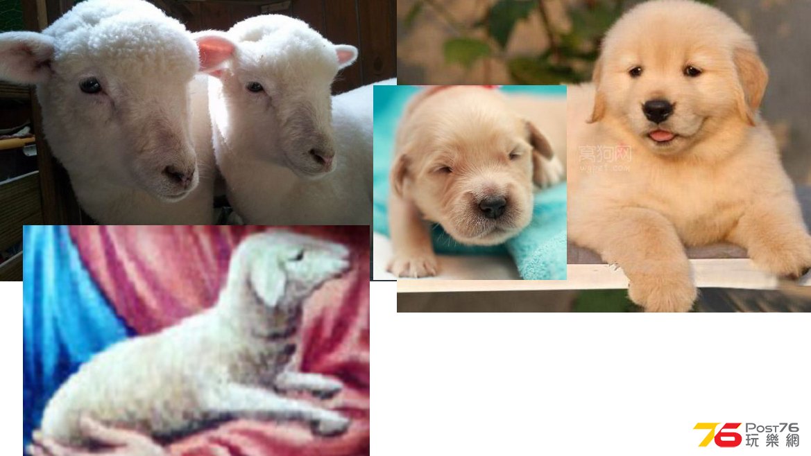 羊咩_金毛尋回犬.jpg