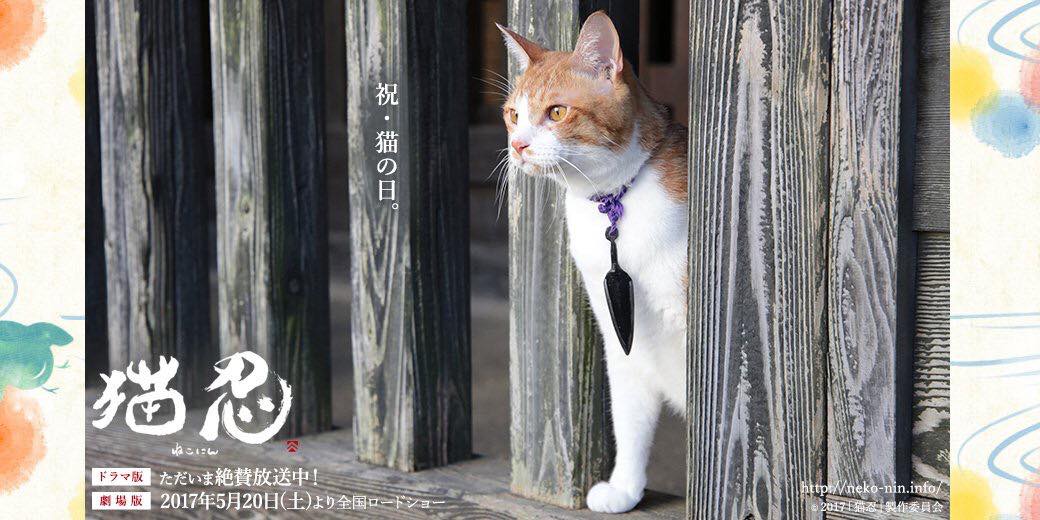 猫忍4.jpg