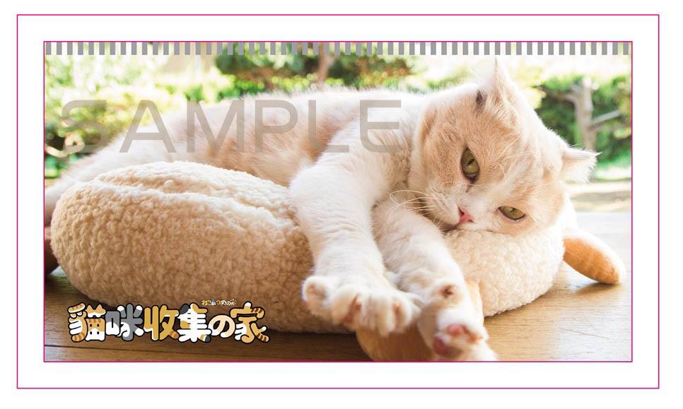貓咪收集之家.jpg