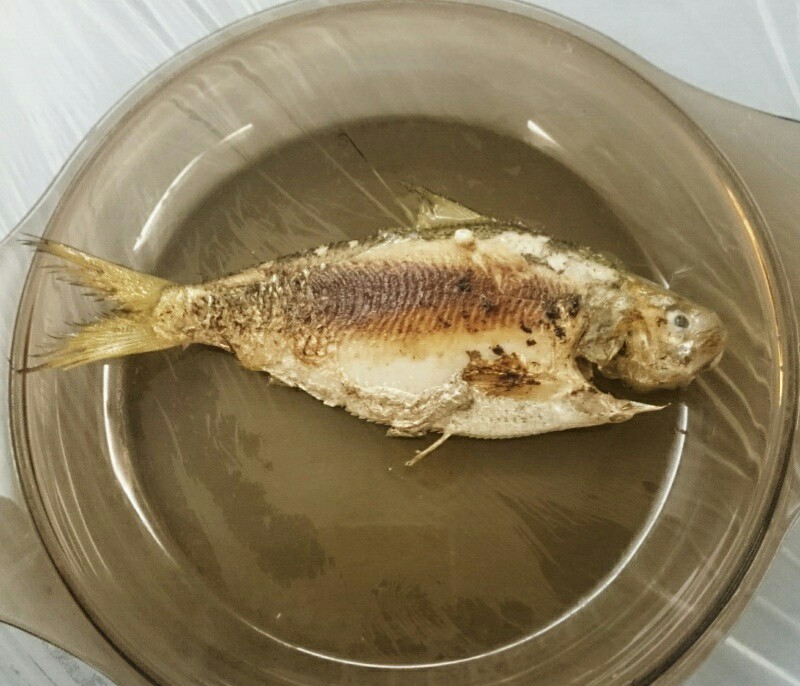 DSC_3303h黃魚.JPG