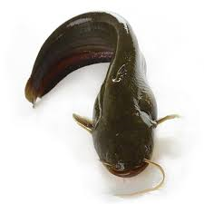 塘虱魚.png