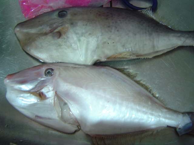 剝皮魚_1.jpg