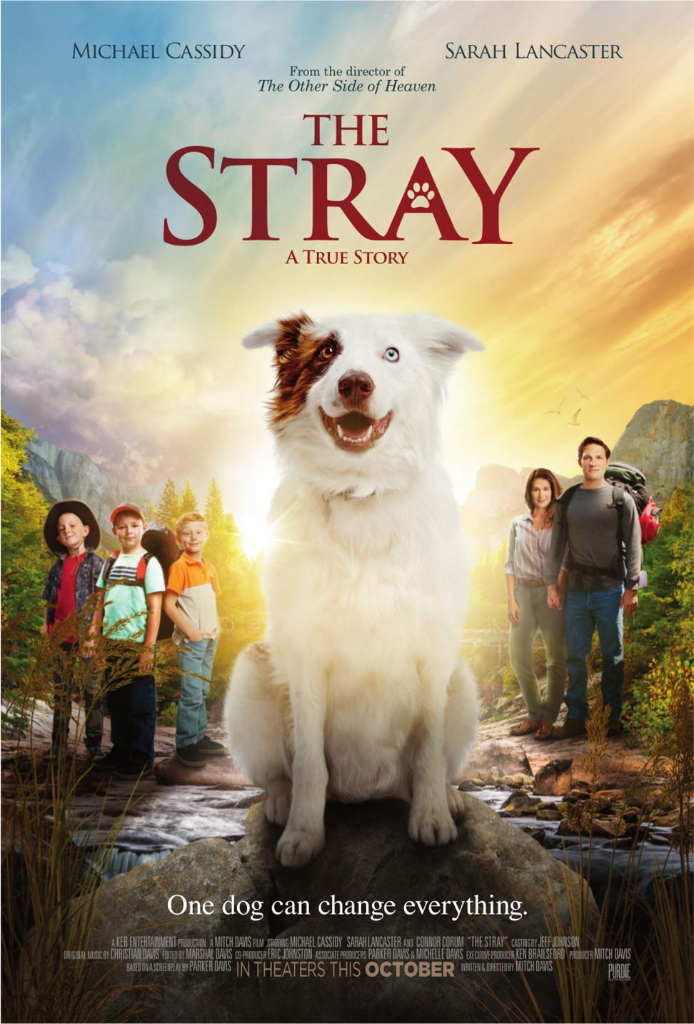 the-stray-2017.jpg