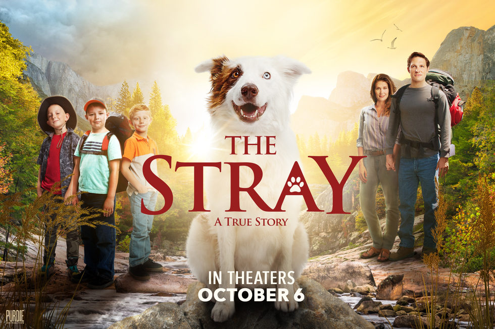 The Stray.jpg