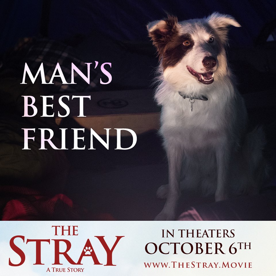 The Stray3.jpg