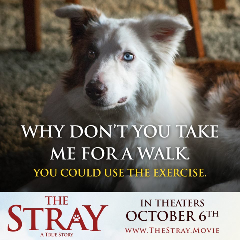 The Stray4.jpg