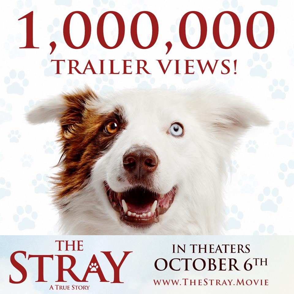 The Stray5.jpg