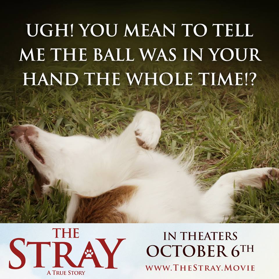 The Stray6.jpg