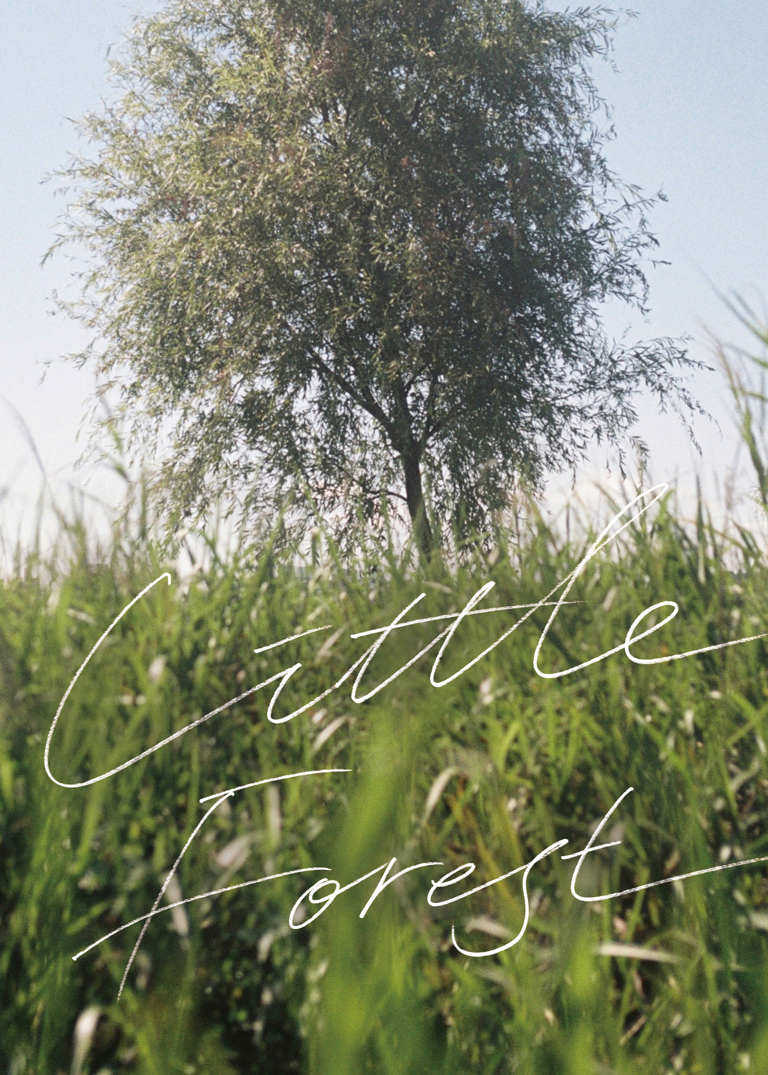 Little Forest.jpg