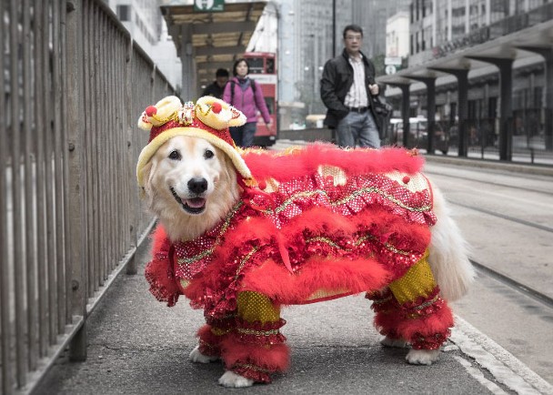 汪汪.jpg