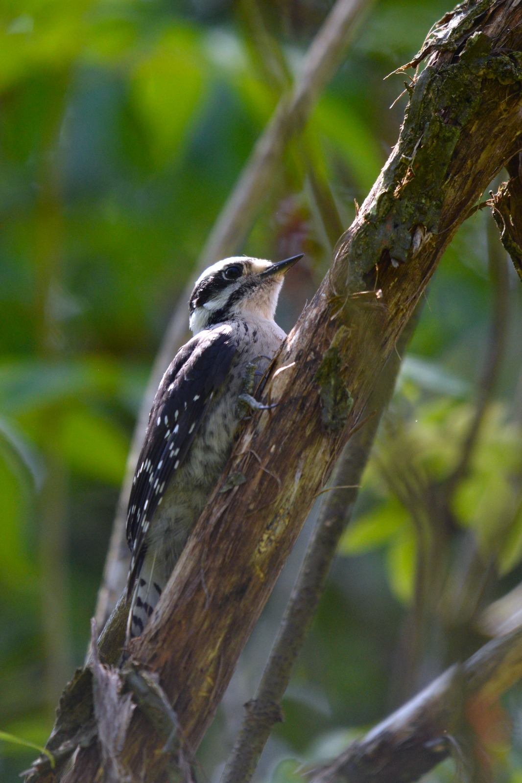 woodpecker.jpg