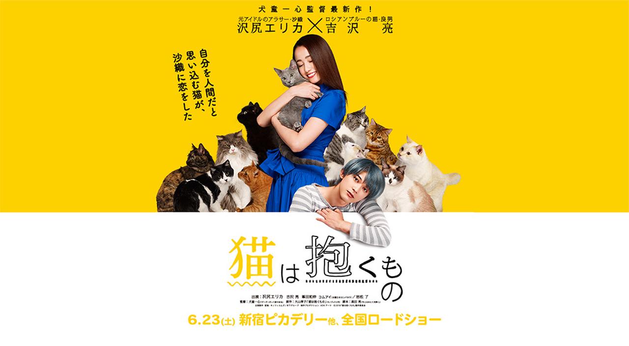 貓是用來抱的.jpg
