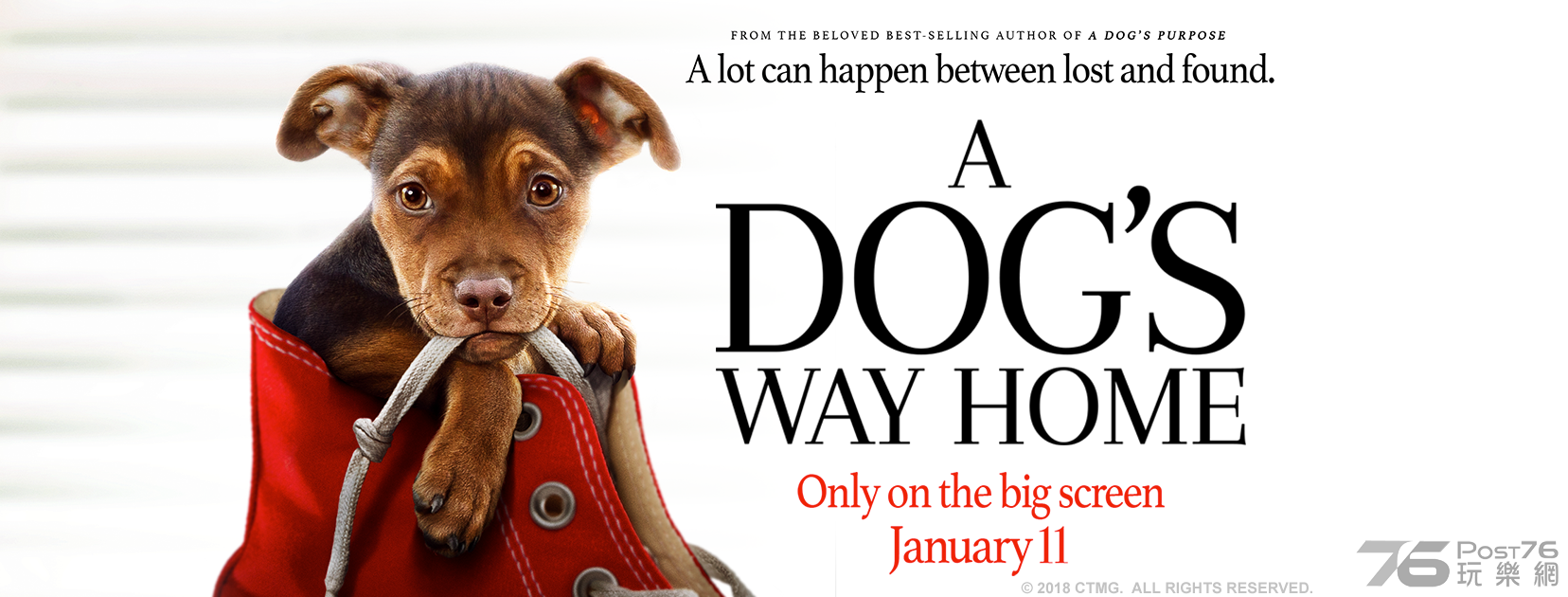 A Dog's Way Home 1.png