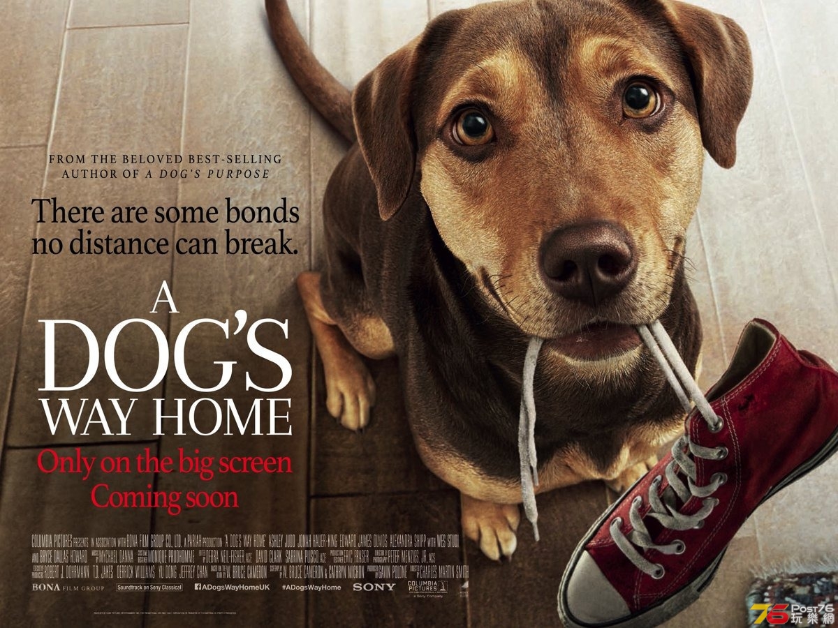 A Dog's Way Home 2.jpg