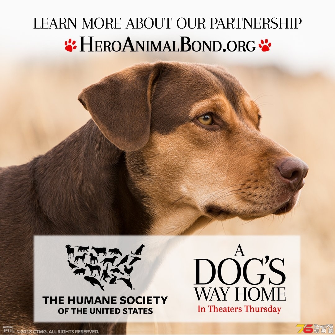 A Dog's Way Home 8.jpg