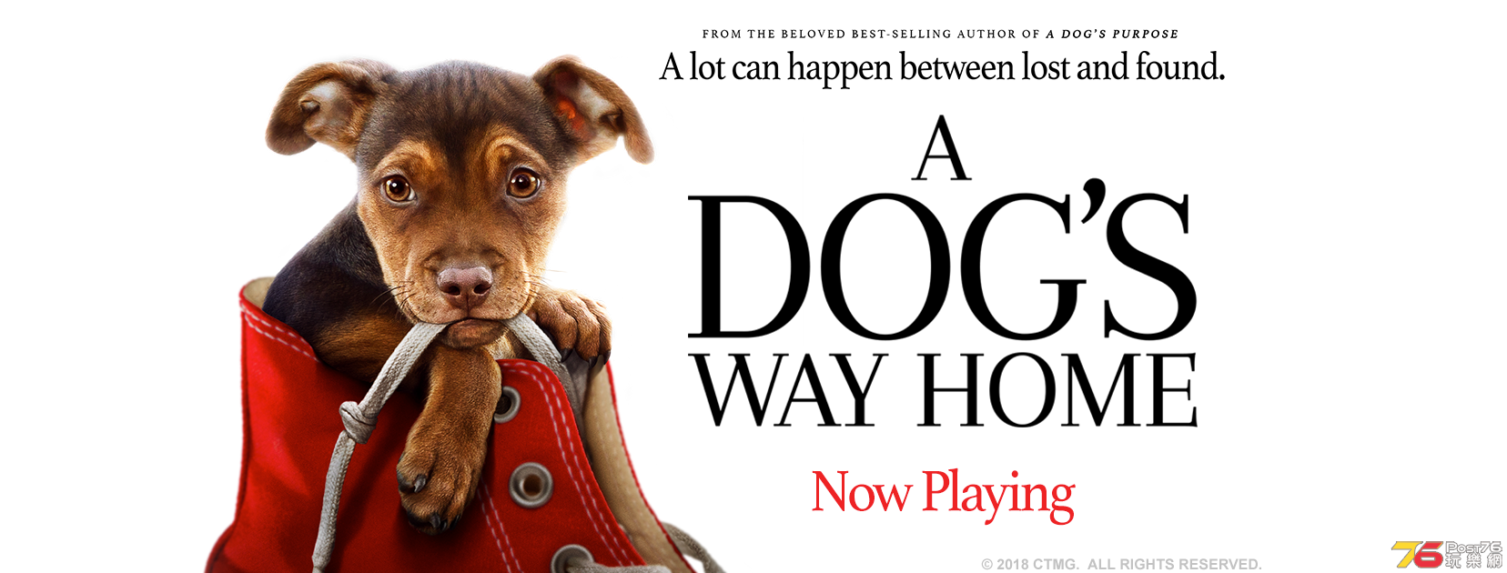 A Dog's Way Home 11.png