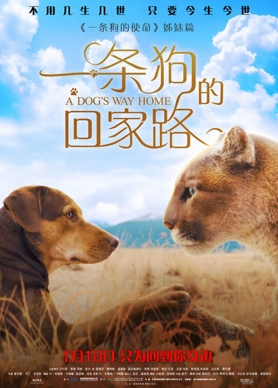 A Dog's Way Home 21.jpg