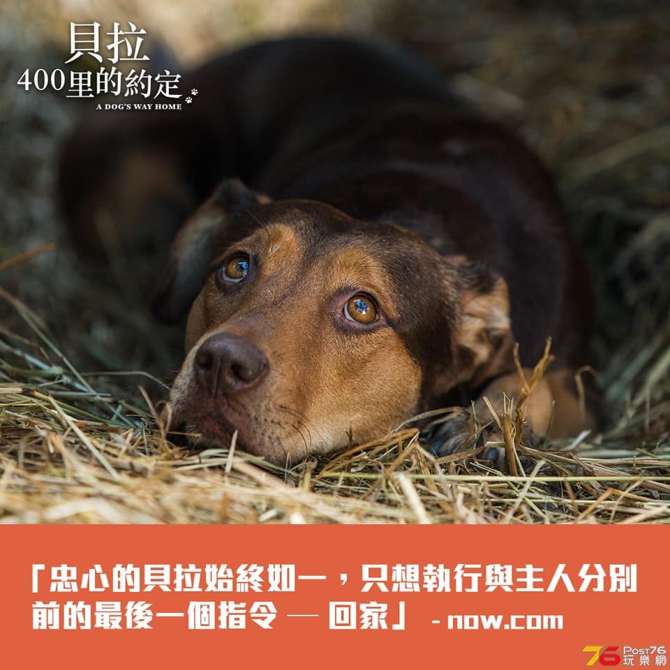 貝拉 400哩的約定.jpg