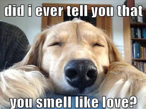 A Dog's Journey4.jpg