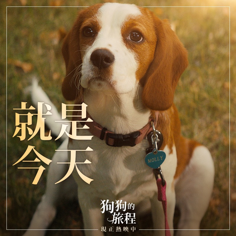 狗狗的旅程2.jpg