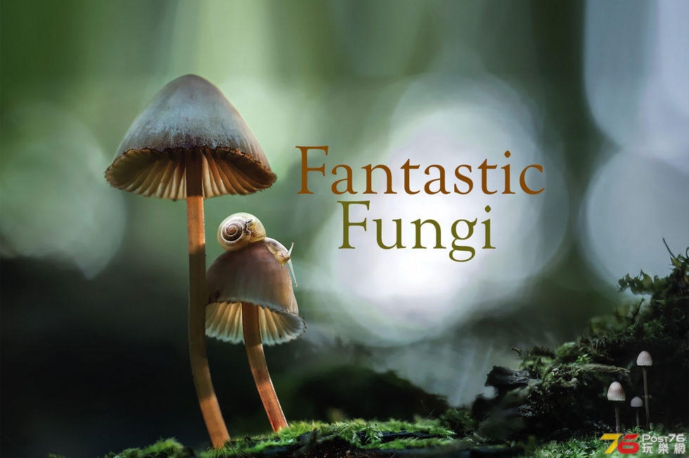 Fantastic Fungi 1.jpg