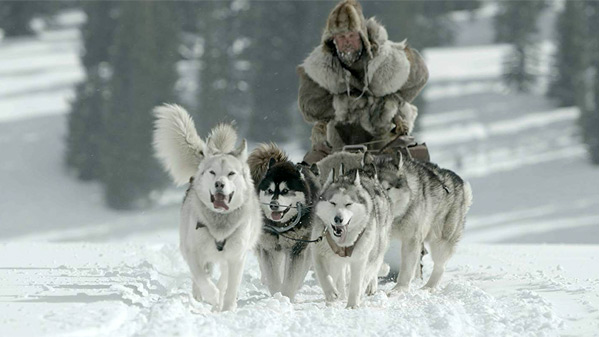 GreatalaskanRacedogsmainimgBig599.jpg