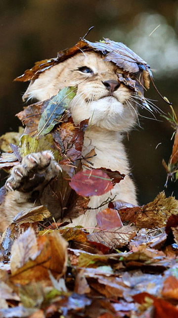 lion-cub-leaves.jpg