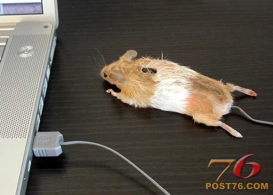 MOUSE.jpg