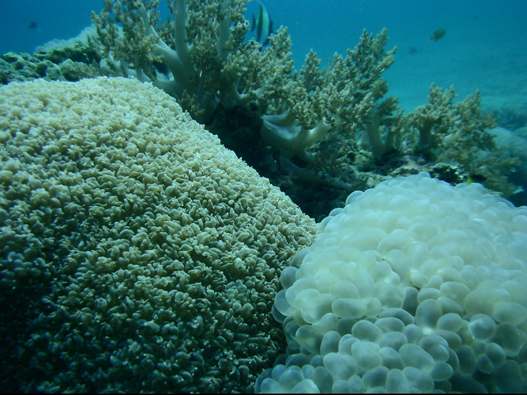 Liquid Image 302 Sample.jpg