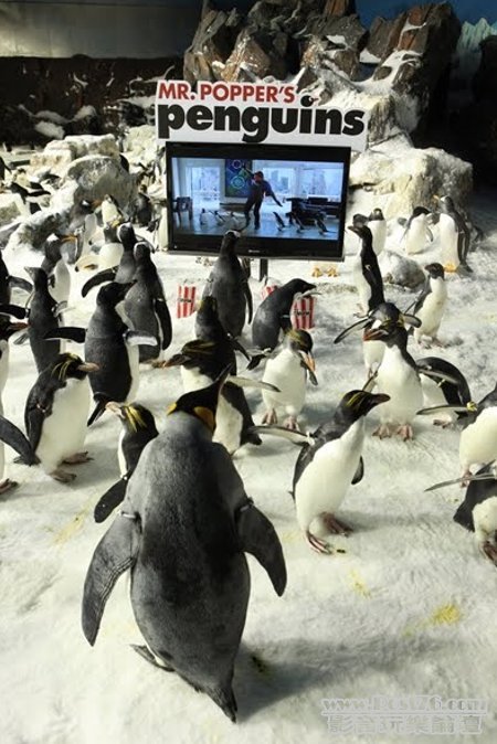 Penguins.jpg