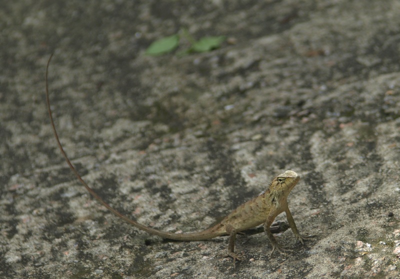 Tai Po Kau, Angenieux 70-210 mm, 17-7-2010 006a.jpg