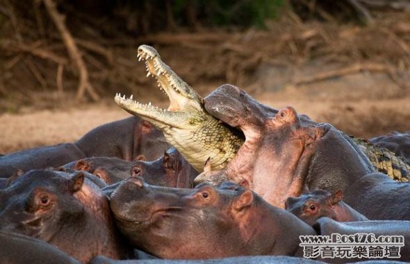 動物搶食[1].jpg